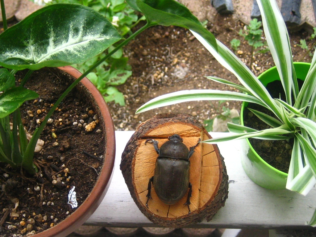 Kabuto musi